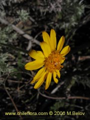 Bild von Senecio sp. #1647 ()