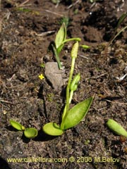 Bild von nicht bestimmte Pflanze #2332 ()