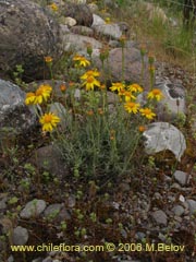 Image of Senecio sp. #1536 ()