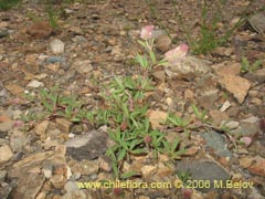 Bild von Trifolium angustifolium ()