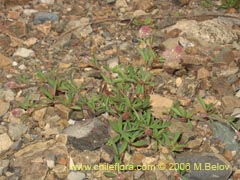 Imgen de Trifolium angustifolium ()