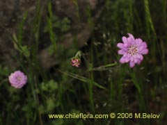 Image of Leucheria sp. #1648 ()