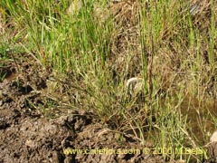 Image of Unidentified Plant #2404 ()
