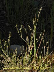 Image of Unidentified Plant #2404 ()