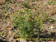 Bild von Chamomilla suaveolens (Manzanilla)