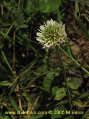 Imgen de Trifolium repens ()