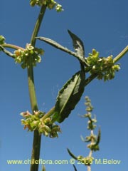 Image of Unidentified Plant #2405 ()