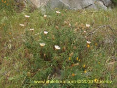 Image of Centaurea chilensis (Flor del minero)