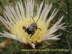 Bild von Centaurea chilensis (Flor del minero)