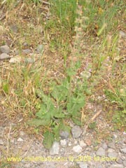 Image of Unidentified Plant #1896 ()