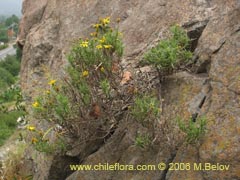 Image of Senecio sp. #1644 ()