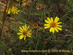 Image of Senecio sp. #1644 ()