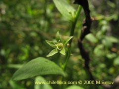 Image of Unidentified Plant #2403 ()