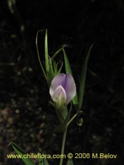 Image of Vicia vicina ()