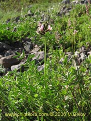 Bild von Astragalus cruckshanksii (Hierba loca)