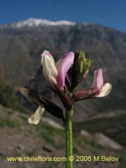 Bild von Astragalus cruckshanksii (Hierba loca)