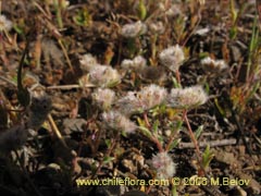 Image of Unidentified Plant #2401 ()