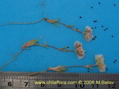 Image of Unidentified Plant #2401 ()