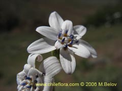 Image of Leucheria sp. #1645 ()