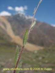 Bild von nicht bestimmte Pflanze #2407 ()