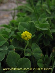 Bild von Medicago lupulina (Lupulina)