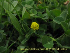 Bild von Medicago lupulina (Lupulina)