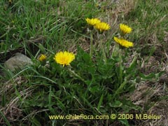 Imgen de Taraxacum officinale (Diente de len/Lechuguilla)