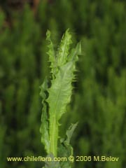 Image of Senecio davilae ()