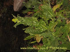 Bild von Senecio fistulosus (Hualtata)