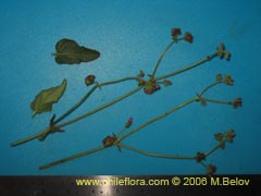 Bild von nicht bestimmte Pflanze #2336 ()