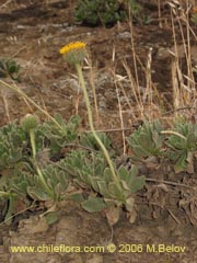 Image of Haplopappus sp. #1541 ()