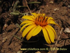 Bild von Chaetanthera chilensis var. tenuifolia ()