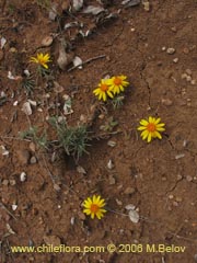 Bild von Chaetanthera chilensis var. tenuifolia ()