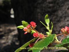 Bild von Nothofagus dombeyi (Coihue/Coige)