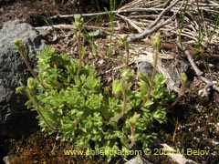 Image of Unidentified Plant #2422 ()
