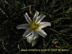 Image of Calandrinia affinis ()