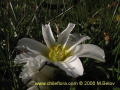 Image of Calandrinia affinis ()