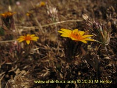 Bild von Chaetanthera ciliata ()