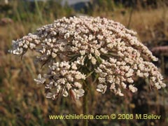 Bild von Daucus carota (Zanahoria silvestre)