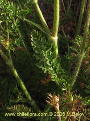 Bild von Daucus carota (Zanahoria silvestre)