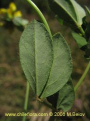 Bild von Lotus uliginosus (Alfalfa chilota/Lotora)