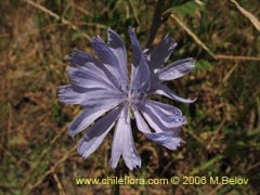 Image of Cichorium intybus (Chicorea/Achicoria)