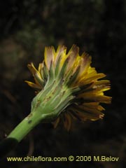 Image of Hypochaeris sp.  #1676 (Cerrajilla)