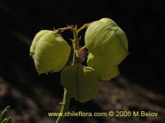 Image of Astragalus sp.  #1673 ()