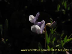 Bild von Vicia sp.  #1674 ()