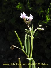 Image of Vicia sp.  #1674 ()