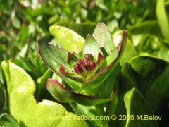 Imgen de Planta no identificada #2418 ()