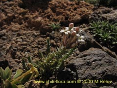 Imgen de Planta no identificada #2419 ()