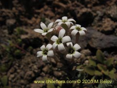 Imgen de Planta no identificada #2419 ()
