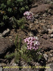 Image of Unidentified Plant #1905 ()